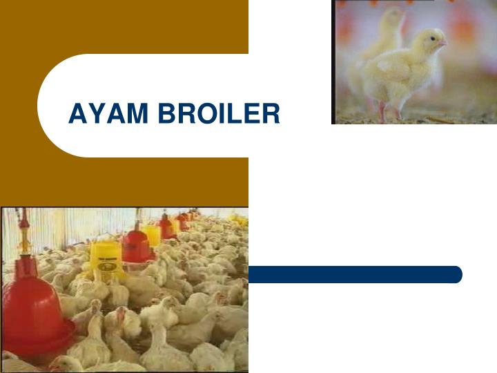 Detail Template Ppt Ayam Nomer 14