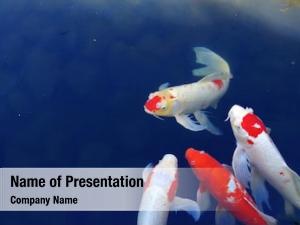 Detail Template Ppt Ikan Nomer 48