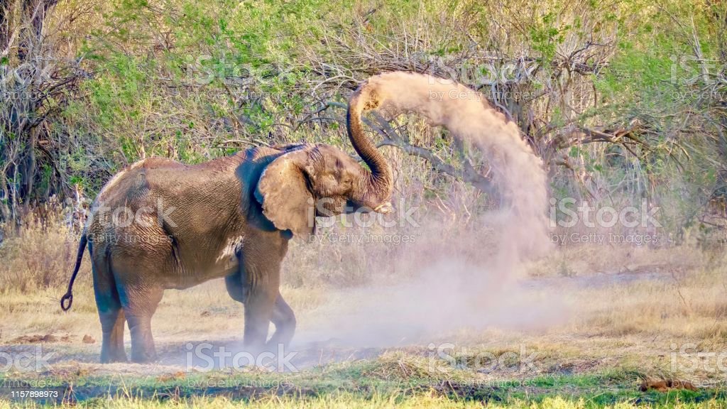 Detail Temukan Seekor Gajah Pada Gambar Ini Nomer 8