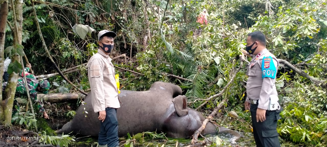 Detail Temukan Seekor Gajah Pada Gambar Ini Nomer 22