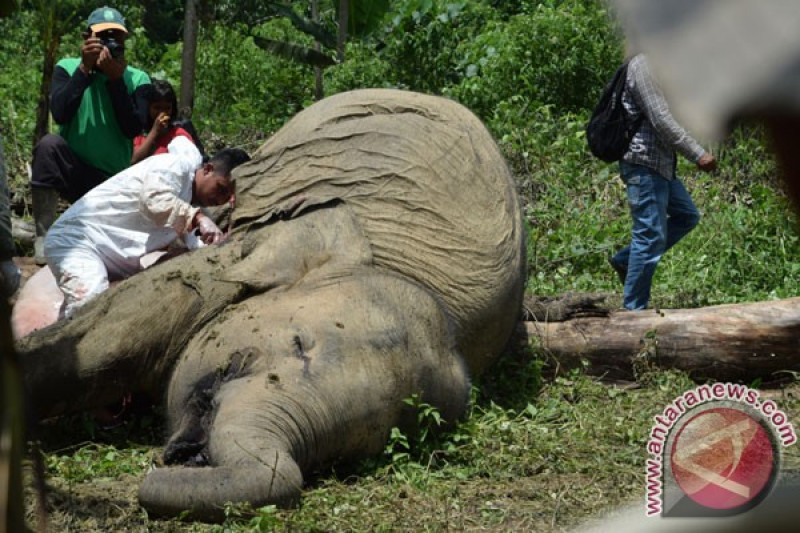 Detail Temukan Seekor Gajah Pada Gambar Ini Nomer 28