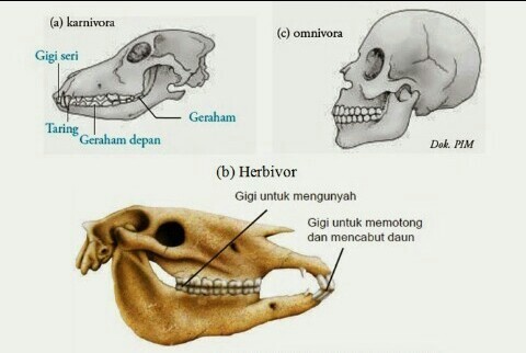 Tengkorak Hewan Karnivora - KibrisPDR