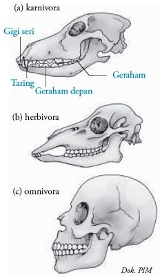 Detail Tengkorak Hewan Karnivora Nomer 3