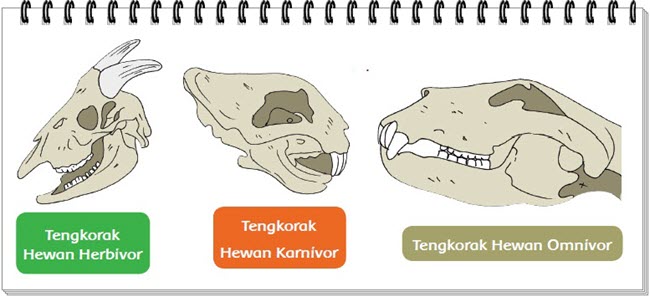 Detail Tengkorak Hewan Karnivora Nomer 19