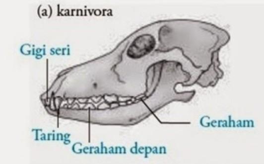 Detail Tengkorak Hewan Karnivora Nomer 23