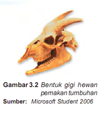 Detail Tengkorak Hewan Karnivora Nomer 32