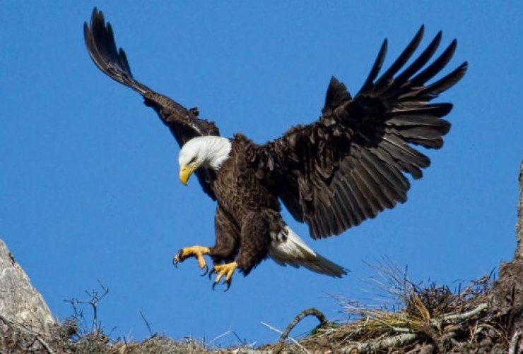 Detail Tentang Burung Elang Nomer 14