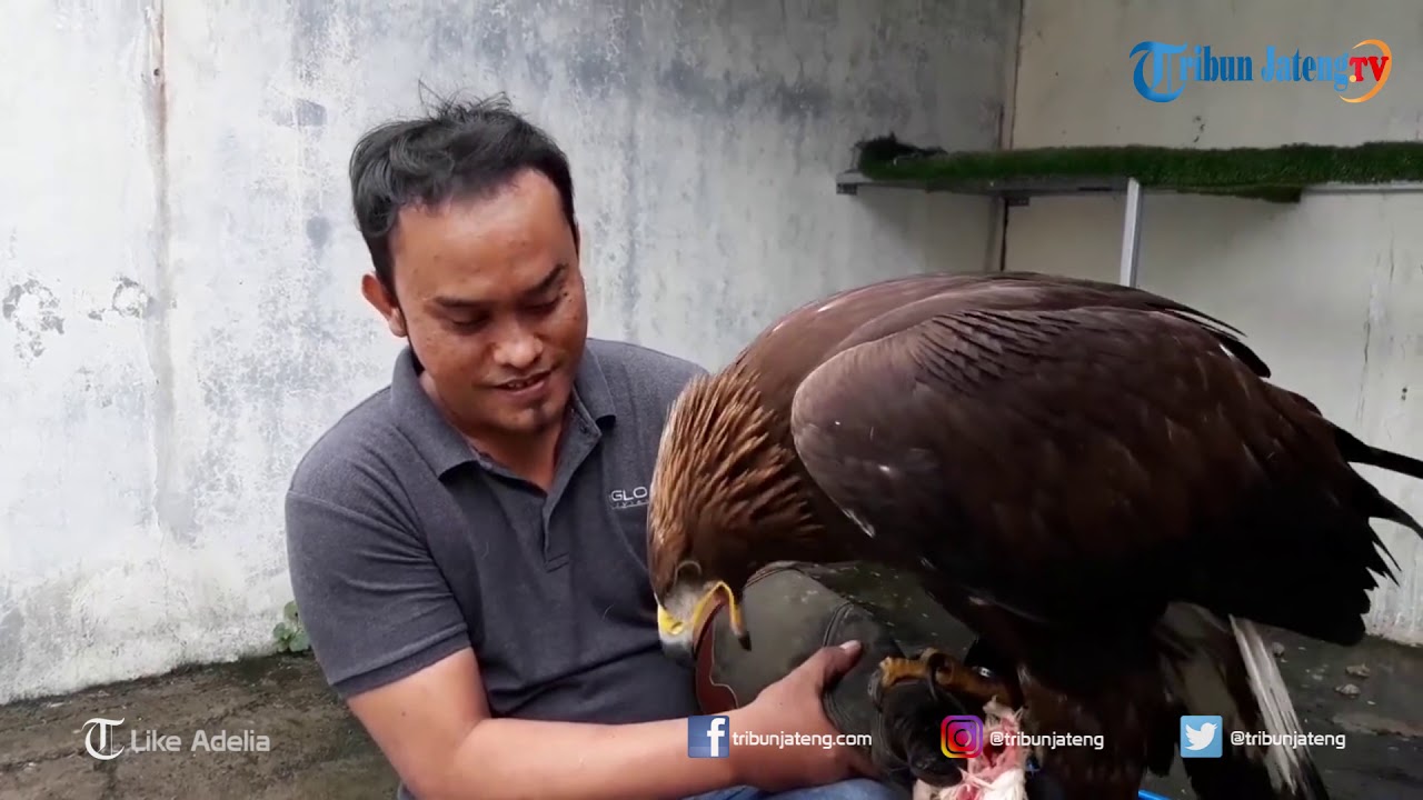 Detail Tentang Burung Elang Nomer 26