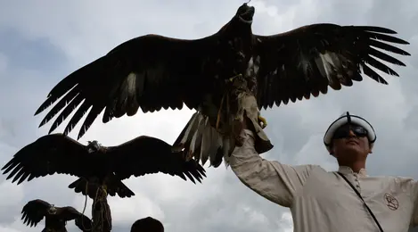 Detail Tentang Burung Elang Nomer 38