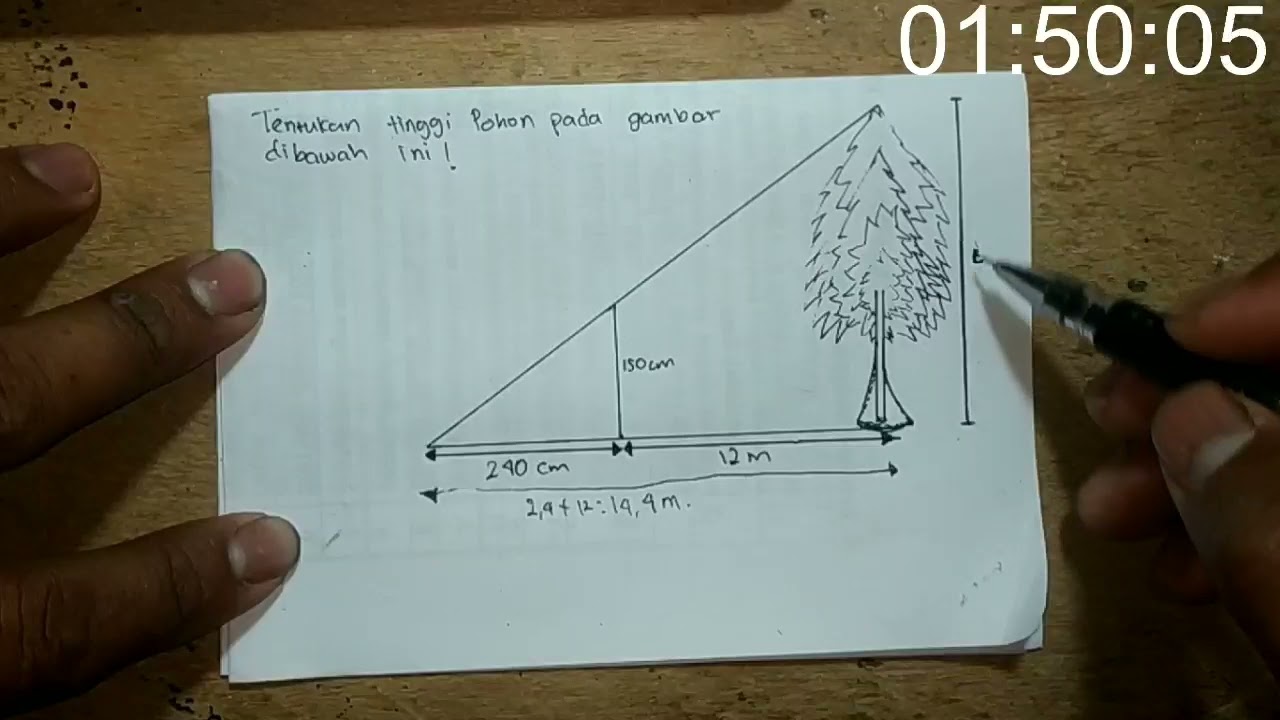 Detail Tentukan Tinggi Pohon Pada Gambar Dibawah Ini Nomer 6