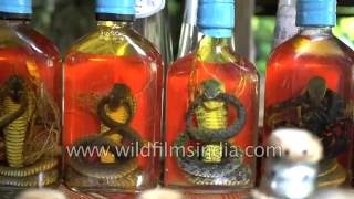 Detail Tequila With Cobra In Bottle Nomer 18