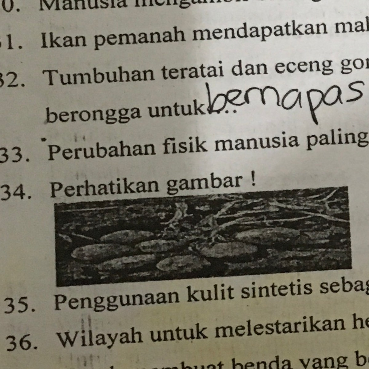 Detail Teratai Berkembang Biak Dengan Nomer 23