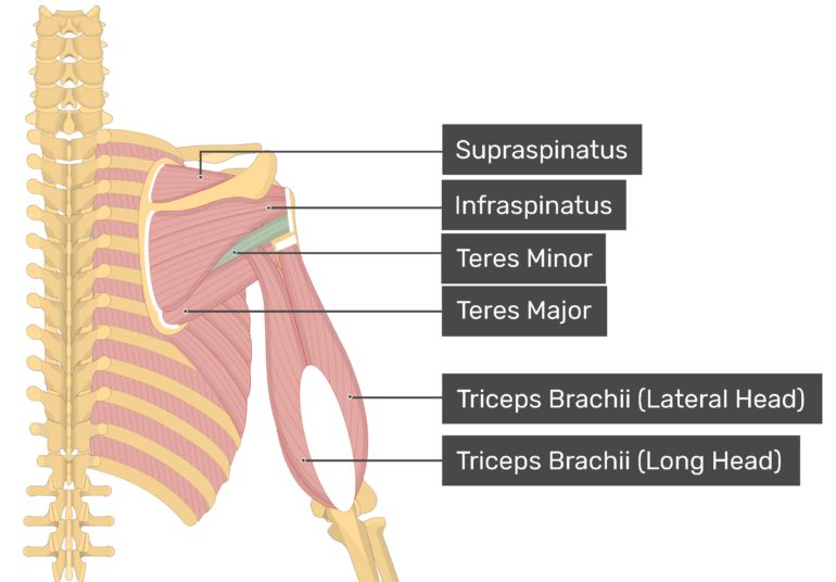 Detail Teres Minor And Major Nomer 14