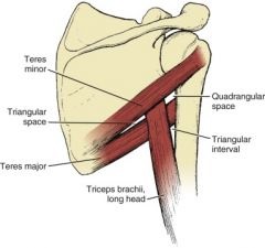 Detail Teres Minor And Major Nomer 15