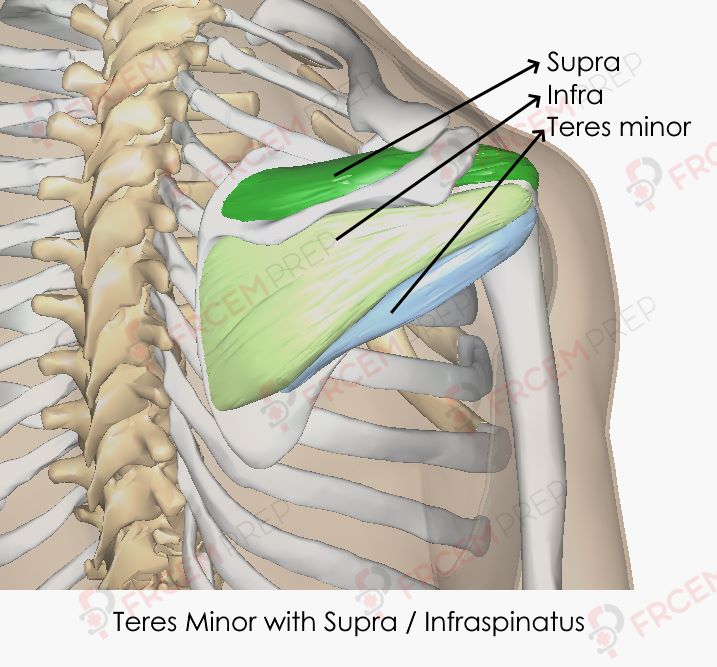 Detail Teres Minor And Major Nomer 46