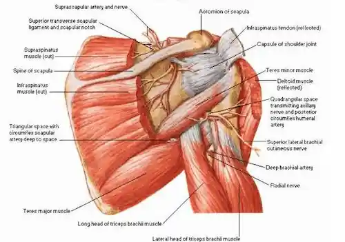 Detail Teres Minor And Major Nomer 50