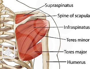 Detail Teres Minor And Major Nomer 51