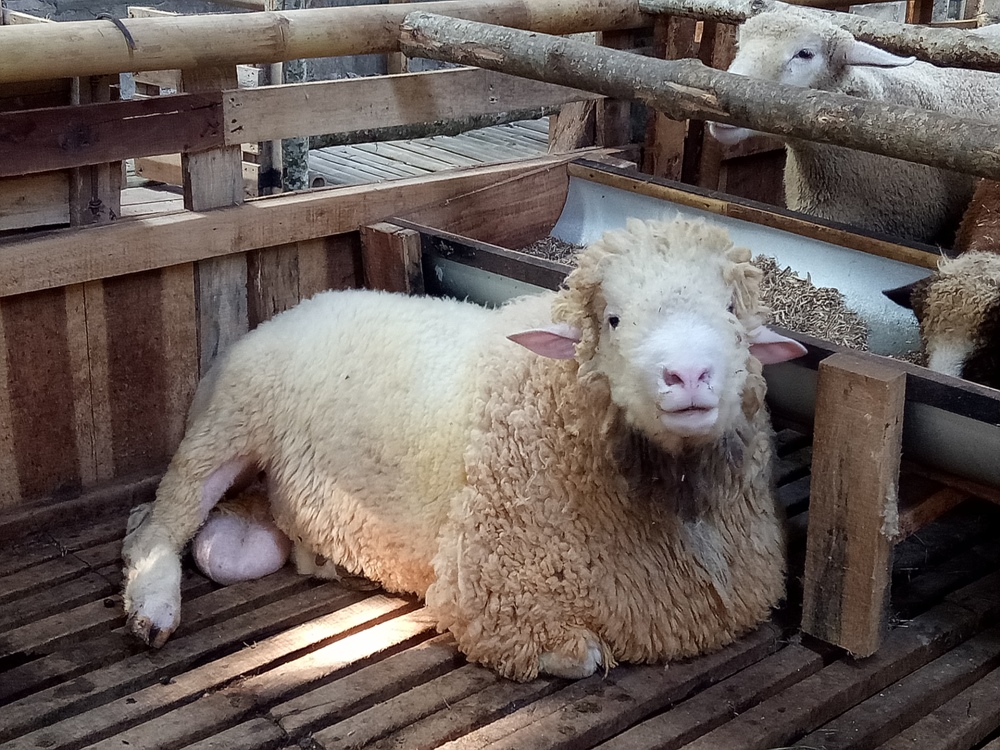 Ternak Domba Merino - KibrisPDR