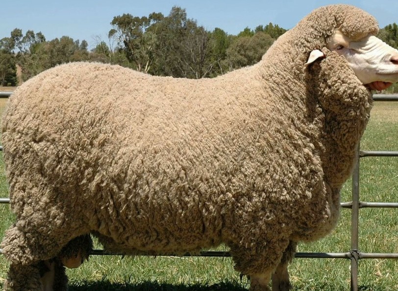 Detail Ternak Domba Merino Nomer 11