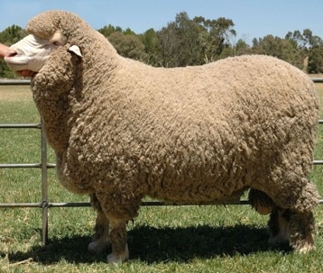 Detail Ternak Domba Merino Nomer 14