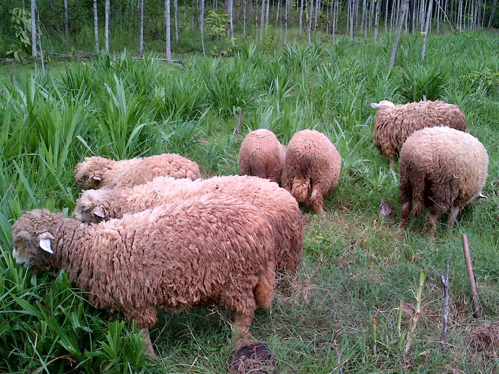 Detail Ternak Domba Merino Nomer 15