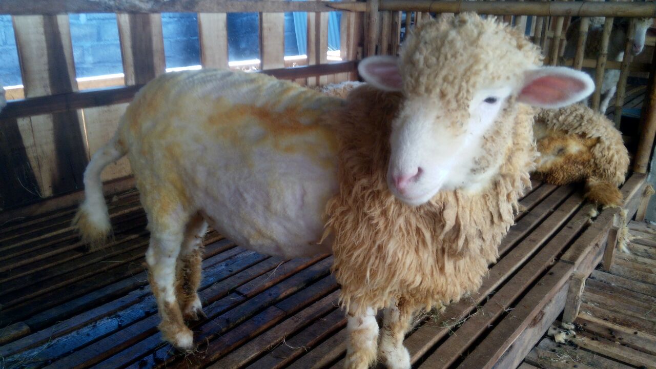 Detail Ternak Domba Merino Nomer 17