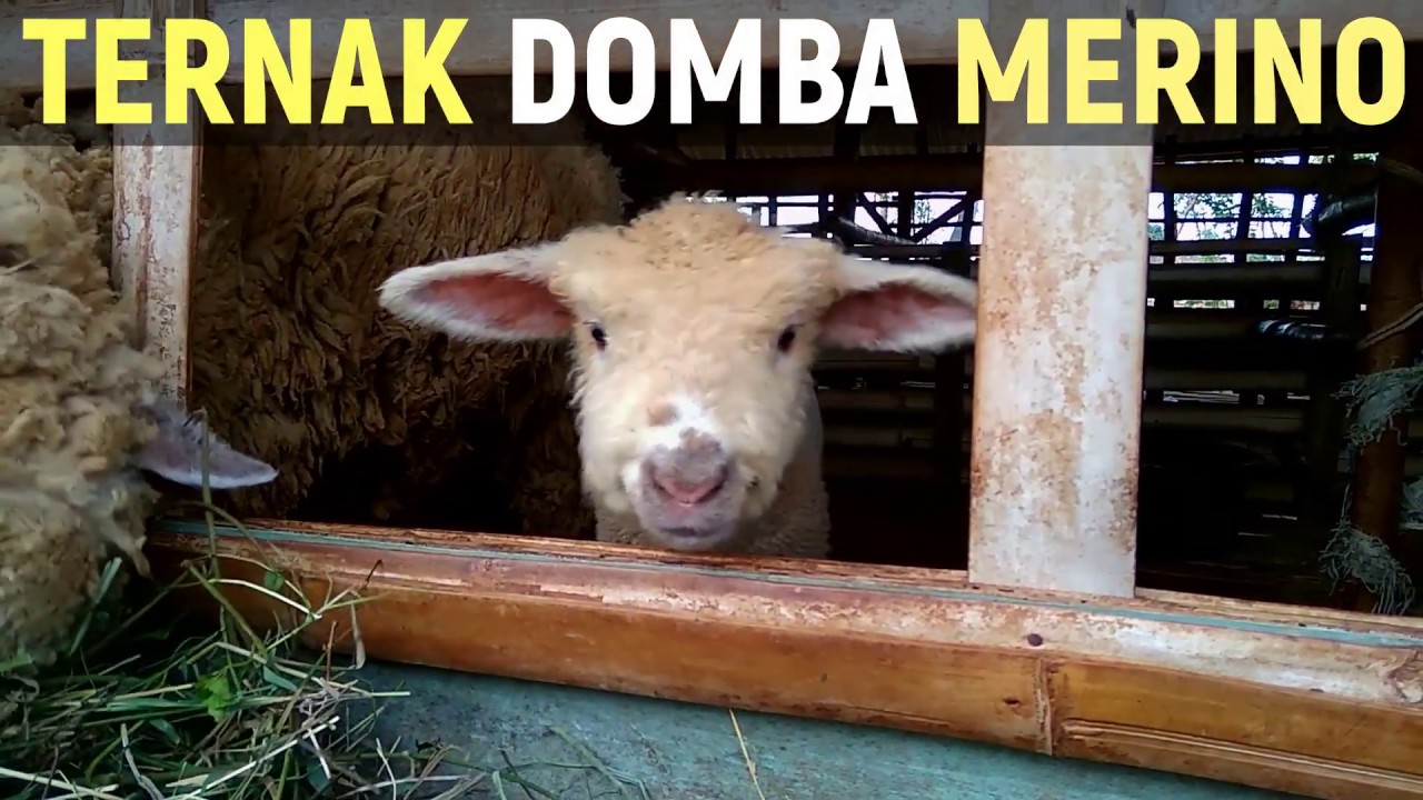 Detail Ternak Domba Merino Nomer 18