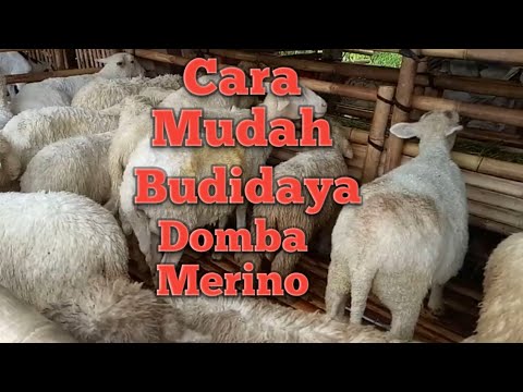 Detail Ternak Domba Merino Nomer 23