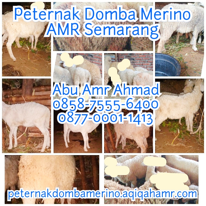 Detail Ternak Domba Merino Nomer 24