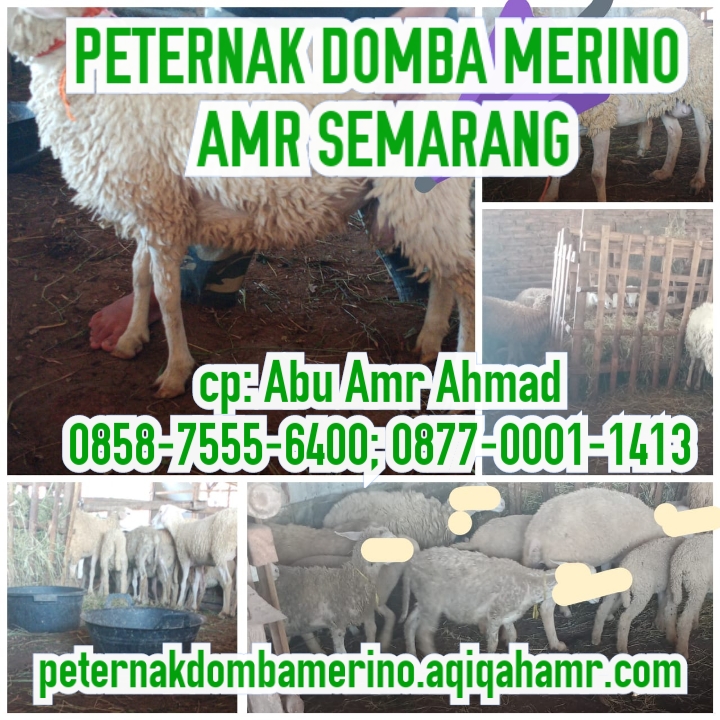 Detail Ternak Domba Merino Nomer 25