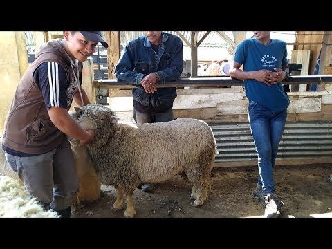 Detail Ternak Domba Merino Nomer 26