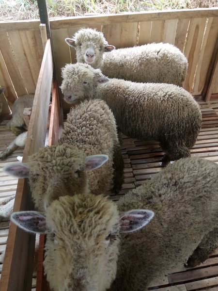 Detail Ternak Domba Merino Nomer 29