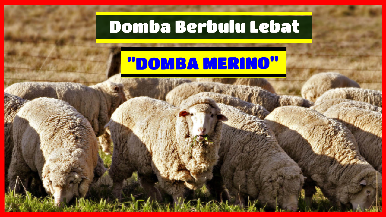 Detail Ternak Domba Merino Nomer 30