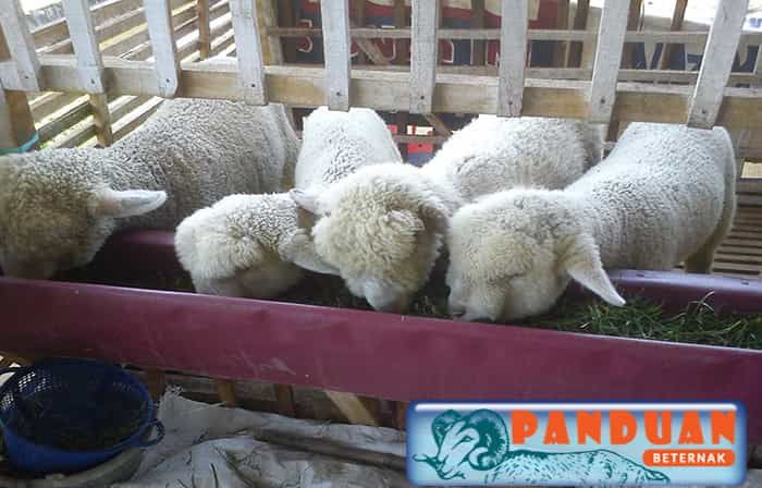 Detail Ternak Domba Merino Nomer 31