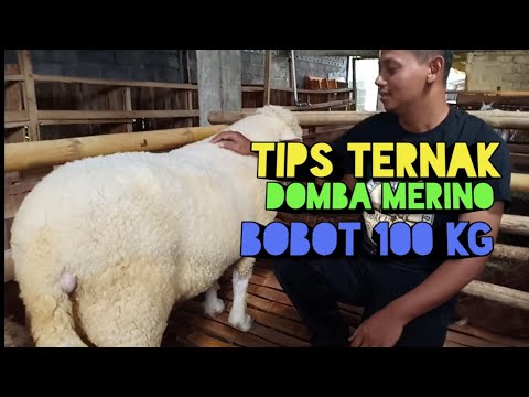 Detail Ternak Domba Merino Nomer 34