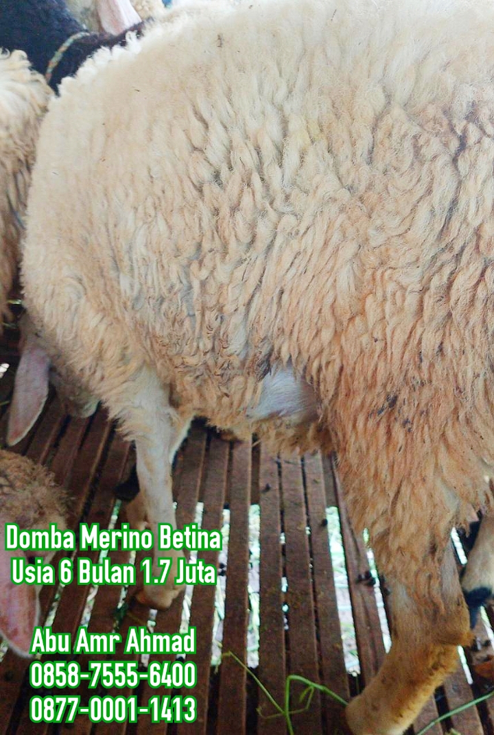 Detail Ternak Domba Merino Nomer 37