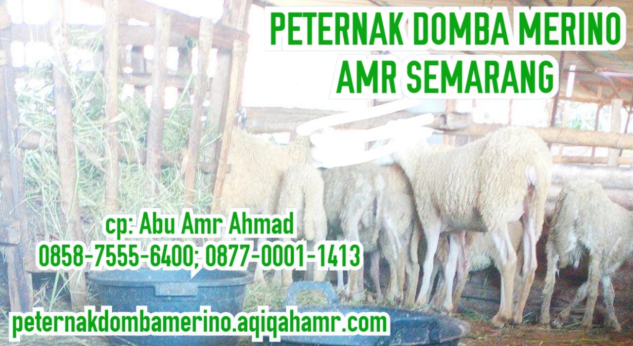 Detail Ternak Domba Merino Nomer 39