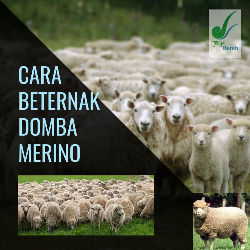 Detail Ternak Domba Merino Nomer 6