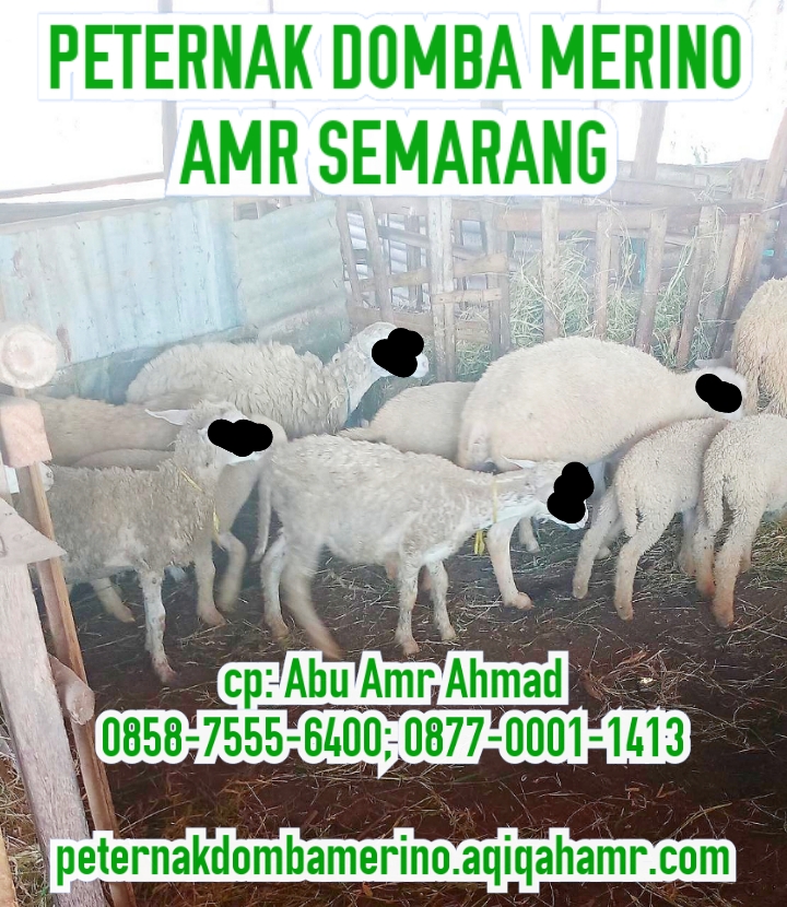 Detail Ternak Domba Merino Nomer 47