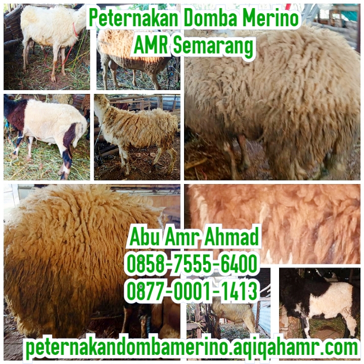 Detail Ternak Domba Merino Nomer 7