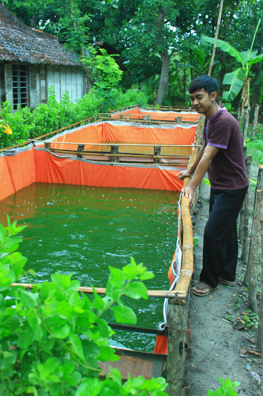 Beternak Lele Di Kolam Terpal – Portal Agriisnis Indonesia