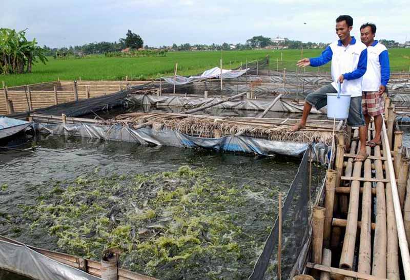Budidaya Ikan Lele Di Rumah Bisa Jadi Solusi Memulai Bisnis Kecil, Keuntungannya Sangat Menjanjikan! | Rumah123.Com