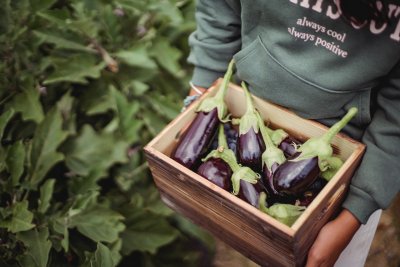 Detail Terong Sayur Atau Buah Nomer 26