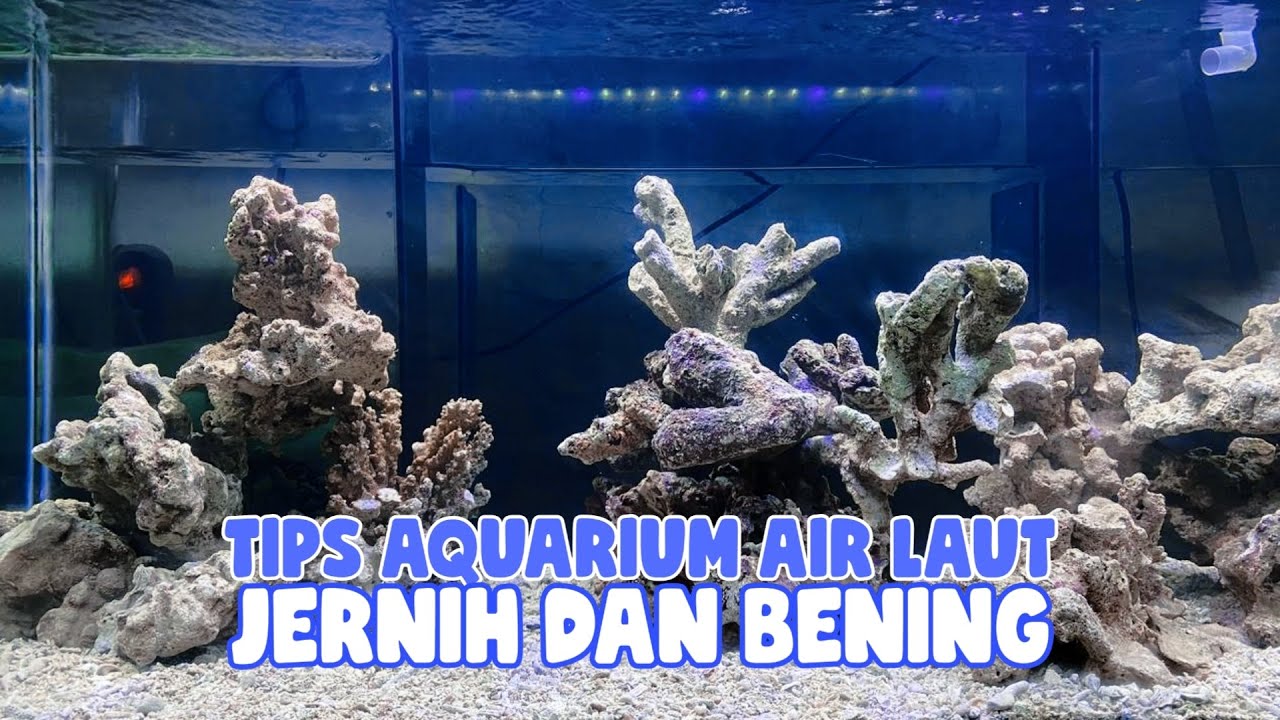 Detail Terumbu Karang Akuarium Nomer 10