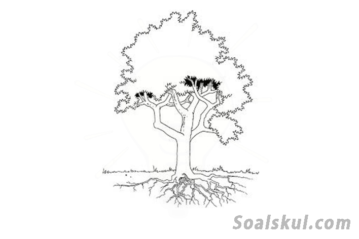 Detail Tes Gambar Pohon Dan Orang Nomer 44