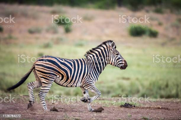 Detail Tes Gambar Zebra Nomer 13