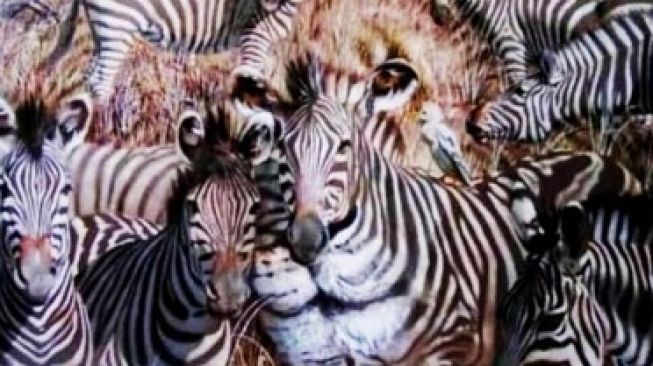 Detail Tes Gambar Zebra Nomer 3