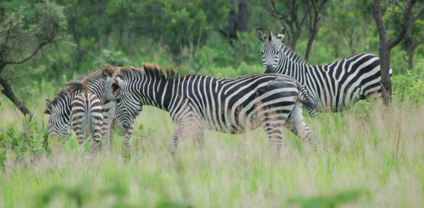 Detail Tes Gambar Zebra Nomer 20
