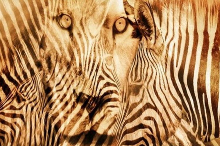 Detail Tes Gambar Zebra Nomer 4
