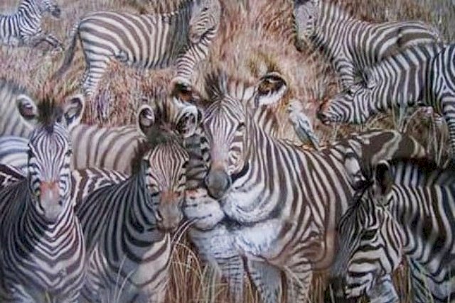 Detail Tes Gambar Zebra Nomer 30